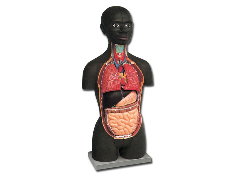 Torso e Muscoli
